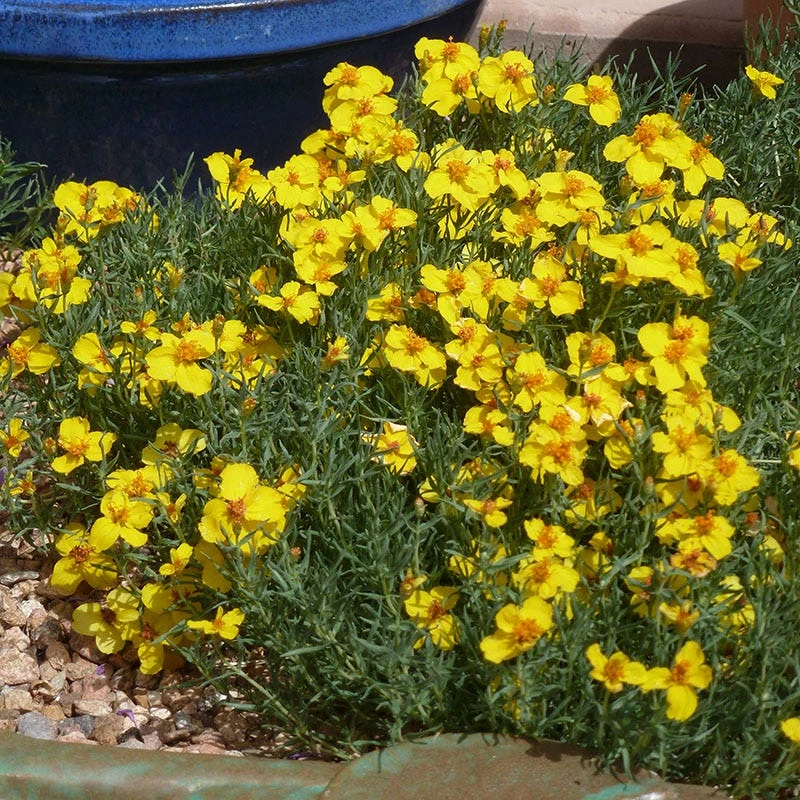 High Country Gardens Signature Collection 4 High Country Gardens Signature Collection - Image 4